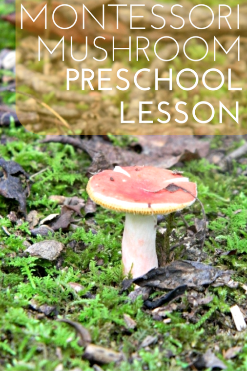 Montessori Mushroom Preschool Lesson