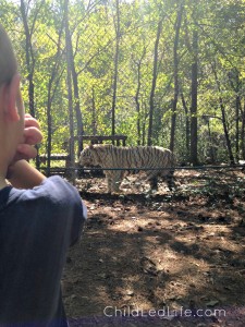 We had a lot of fun on our Carolina Tiger Rescue field trip with ChildLedLife.com