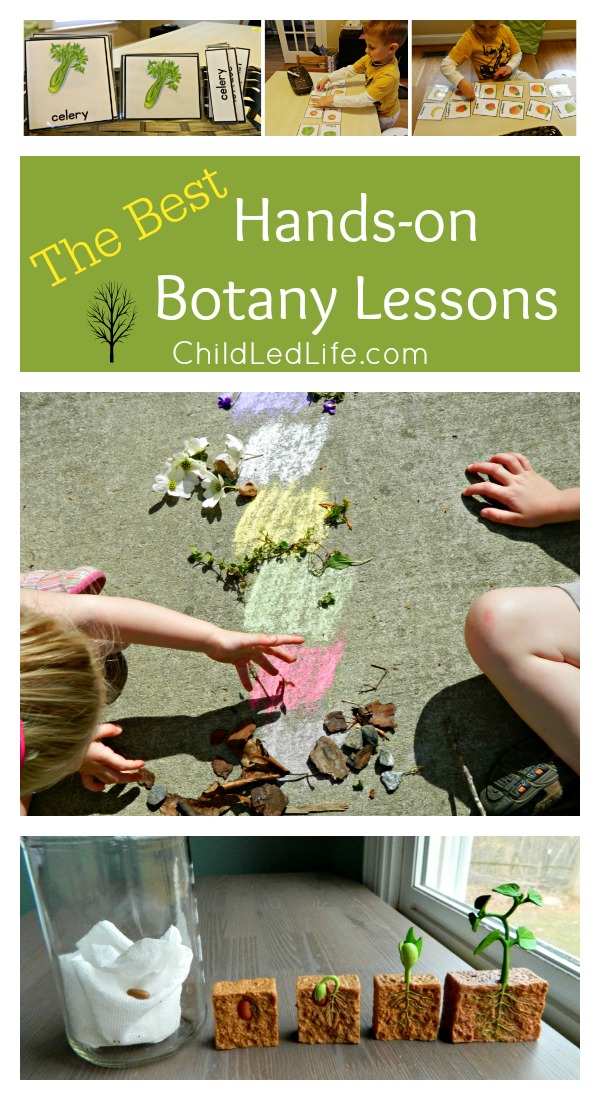 Hands on lessons for exploring botany on ChildLedLife.com
